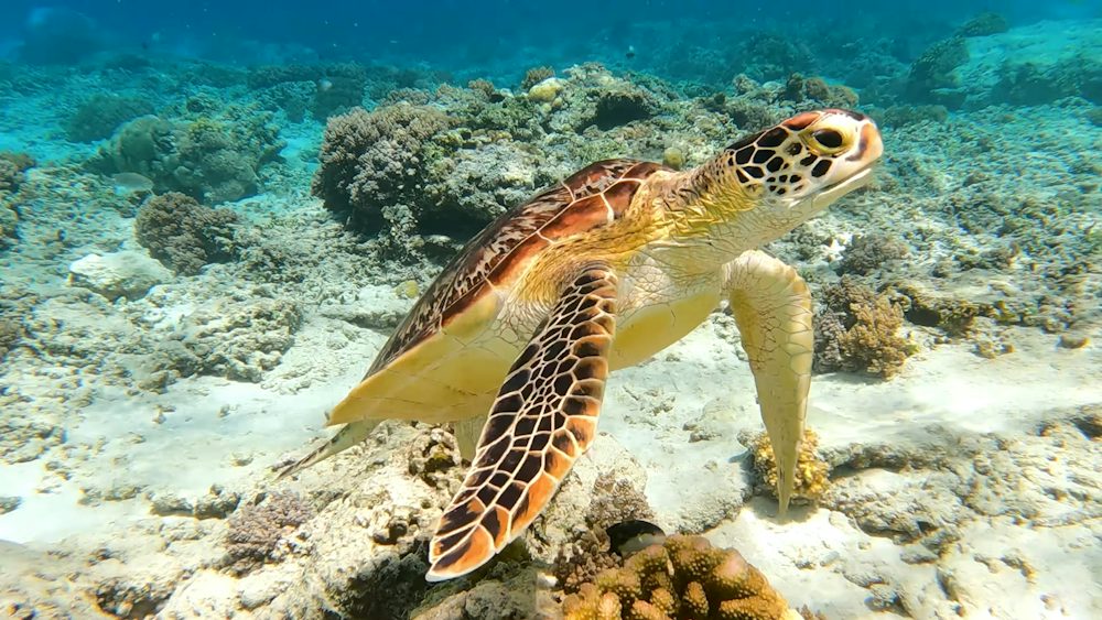 Snorkeling bersama penyu