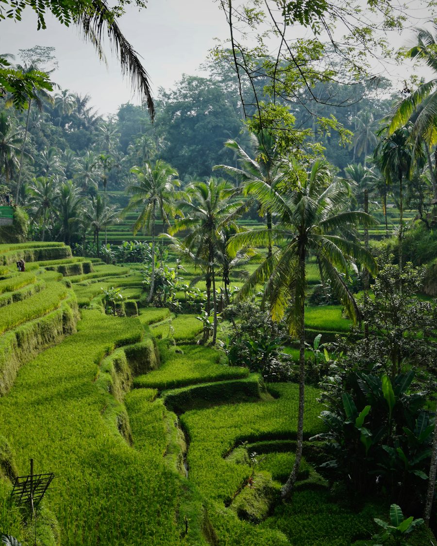 Tegallalang, Ubud